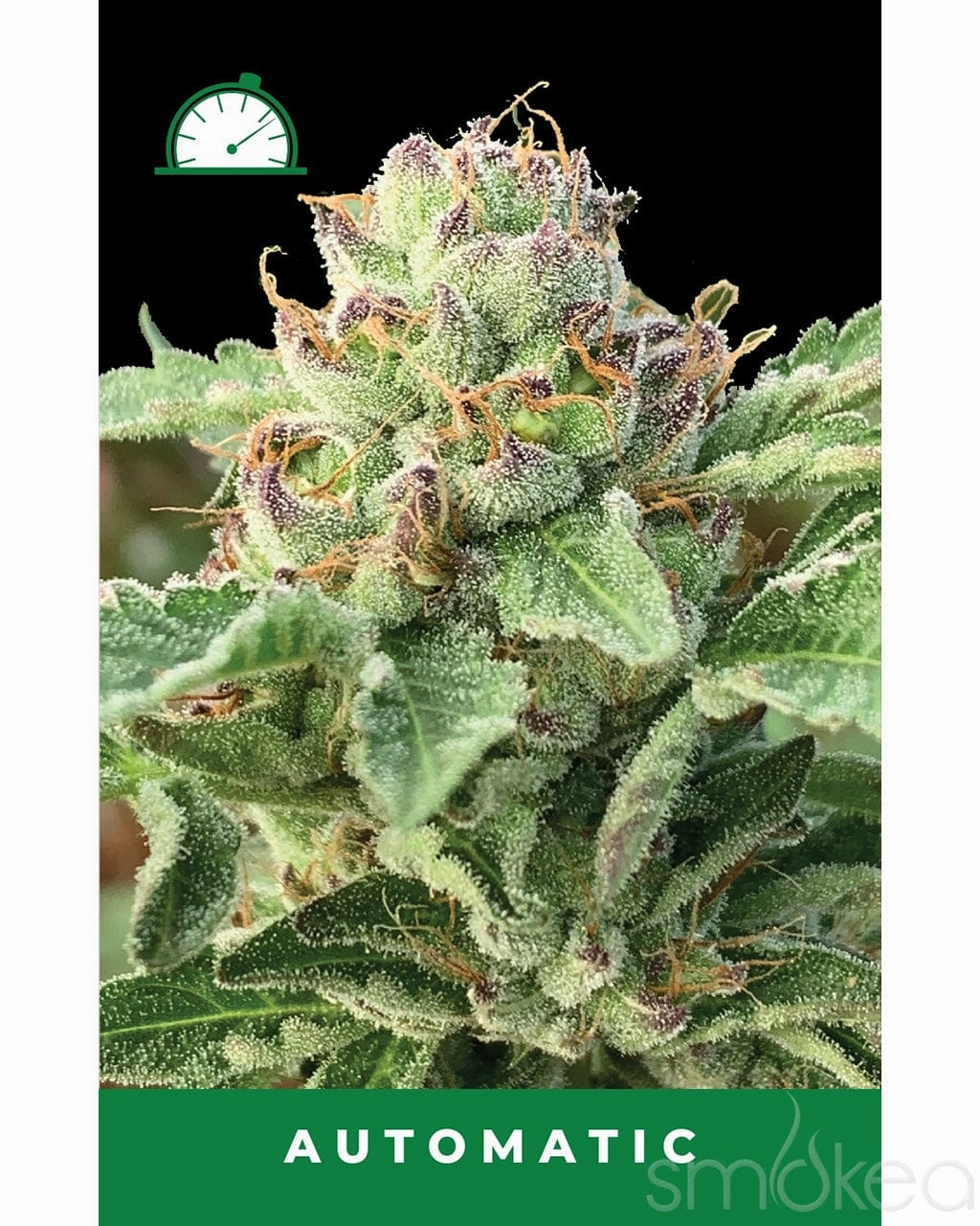 Humboldt Seed Co. Autoflower Cannabis Seeds - Apple Blossom