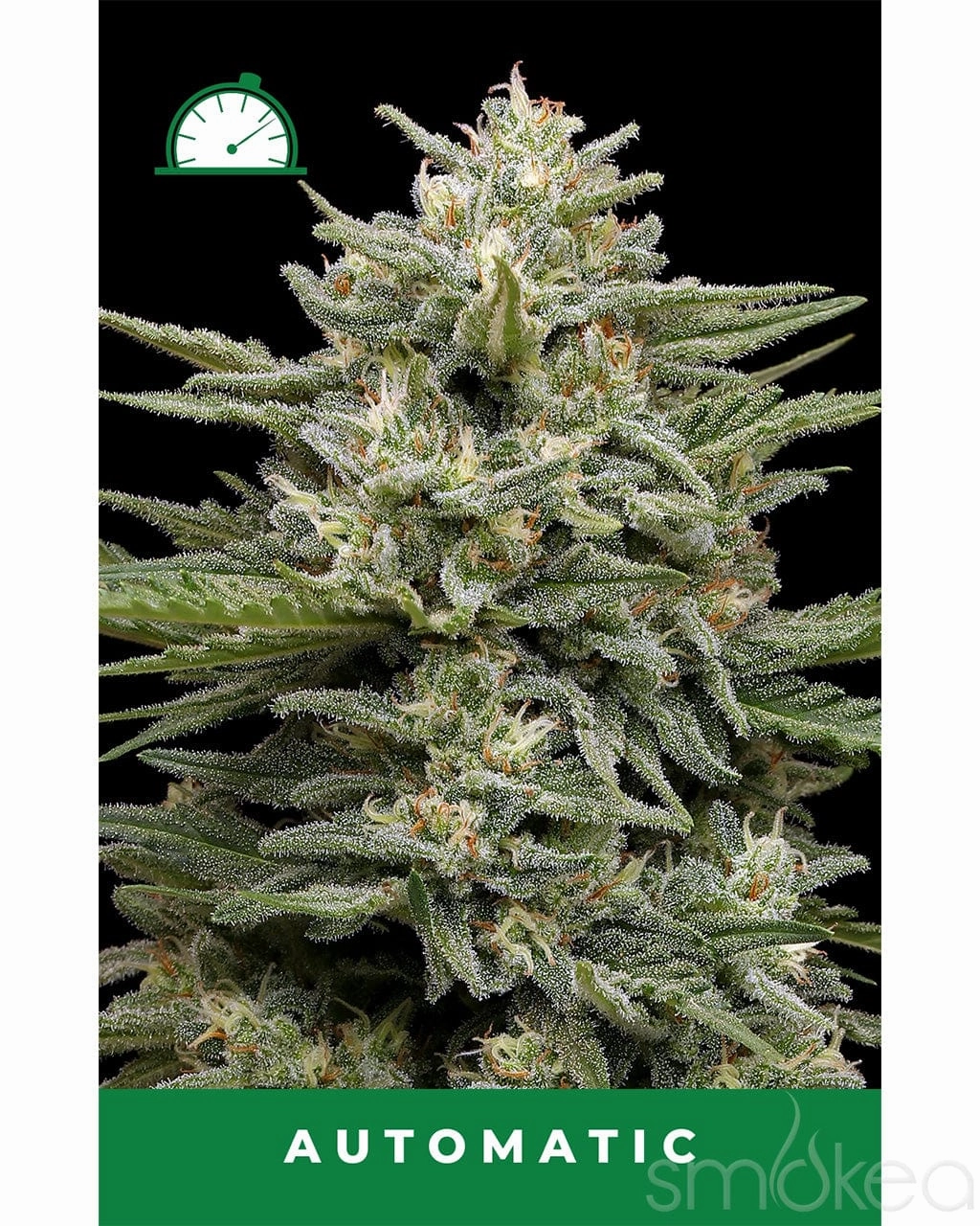 Humboldt Seed Co. Autoflower Cannabis Seeds - Vanilla Latte